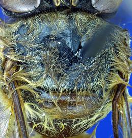   Apis nuluensis  worker mesoscutellum reddish-brown to dark brown, photo: A.H. Smith-Pardo 
